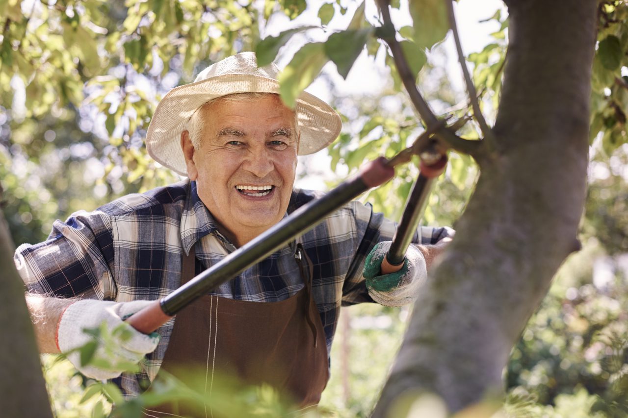 3 Ways To Keep Your Trees Healthy - Jones Road Tree Service