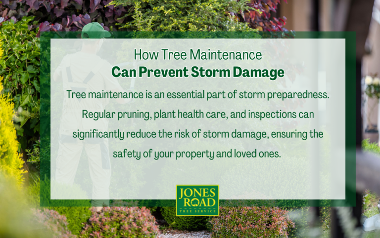 How Tree Maintenance Can Prevent Storm Damage - Jones Road Tree Service