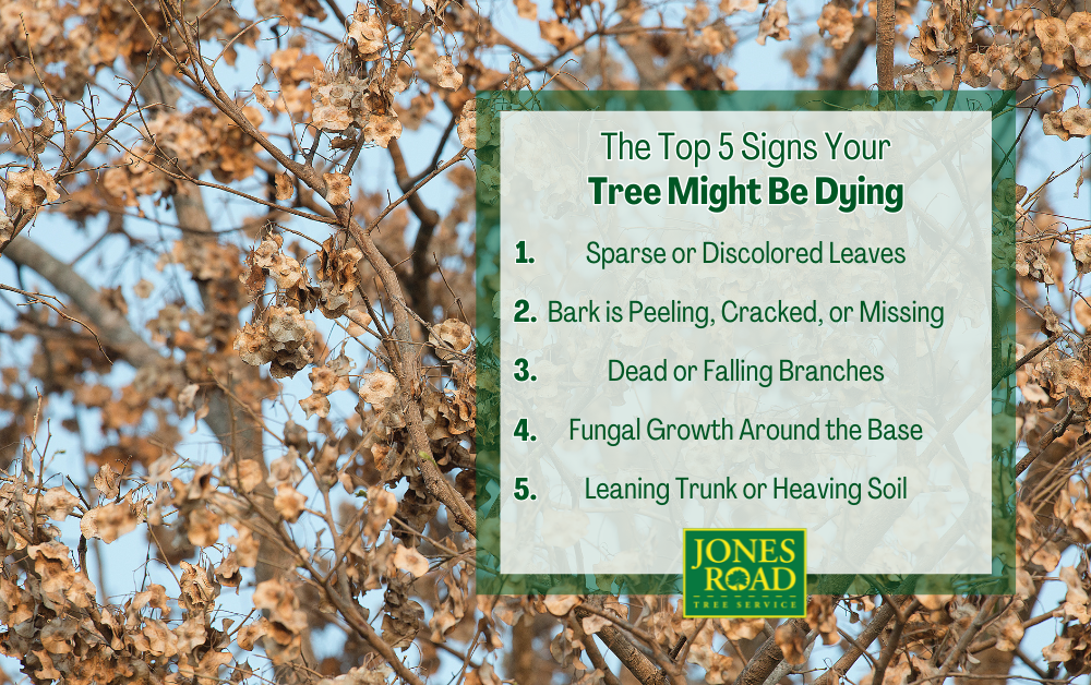 Top5 Signs Your Tree Might Be Dying Infographic