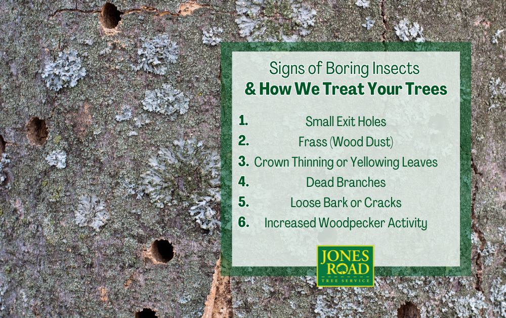 Boring Insects Infographic