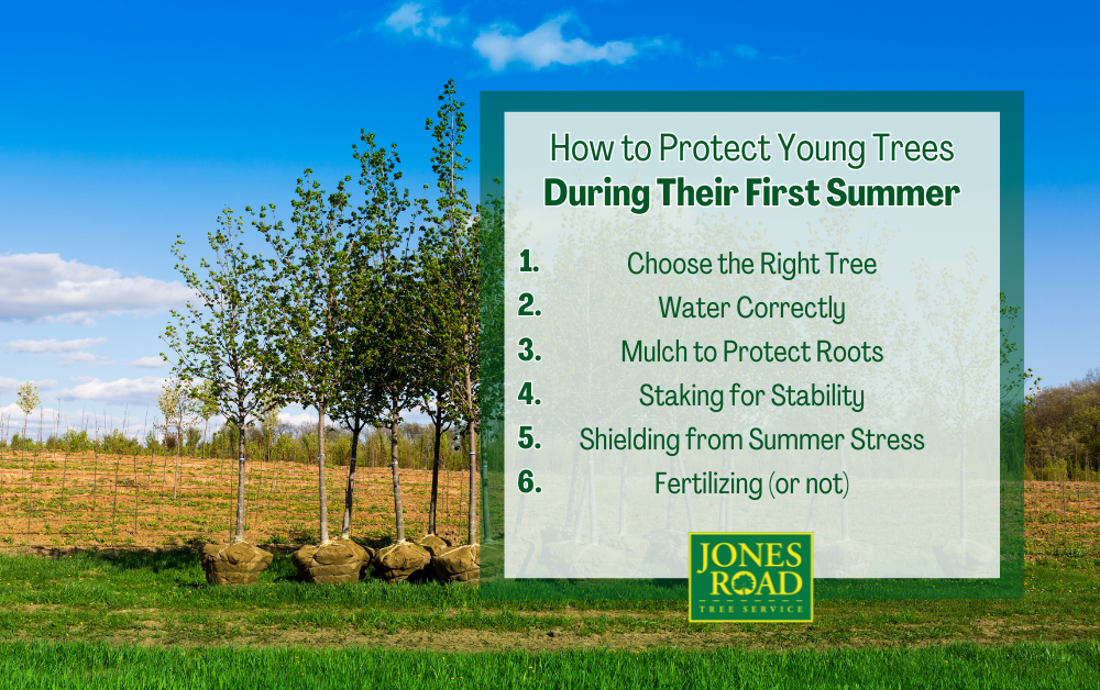 Young Trees Infographic