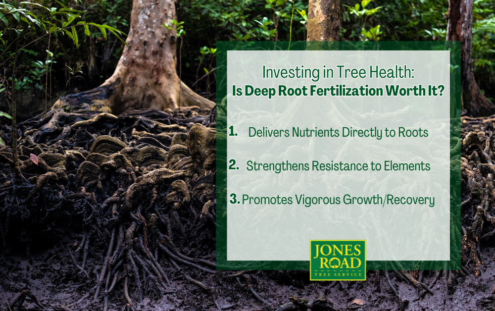 Is Deep Root Fertilization worth it? infographic