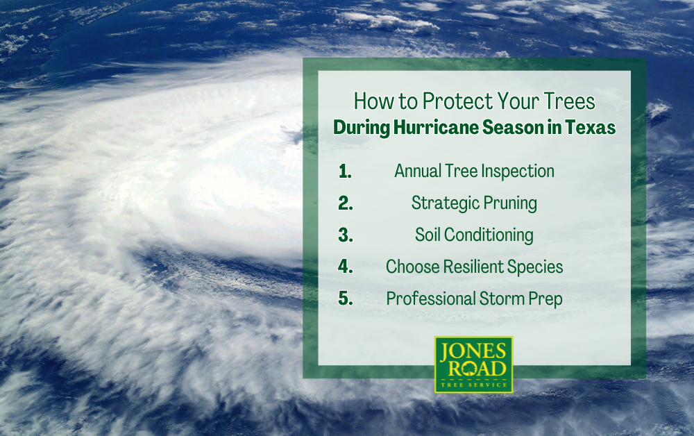 How to Protect Your Trees During Hurricane Season in Texas Infographic