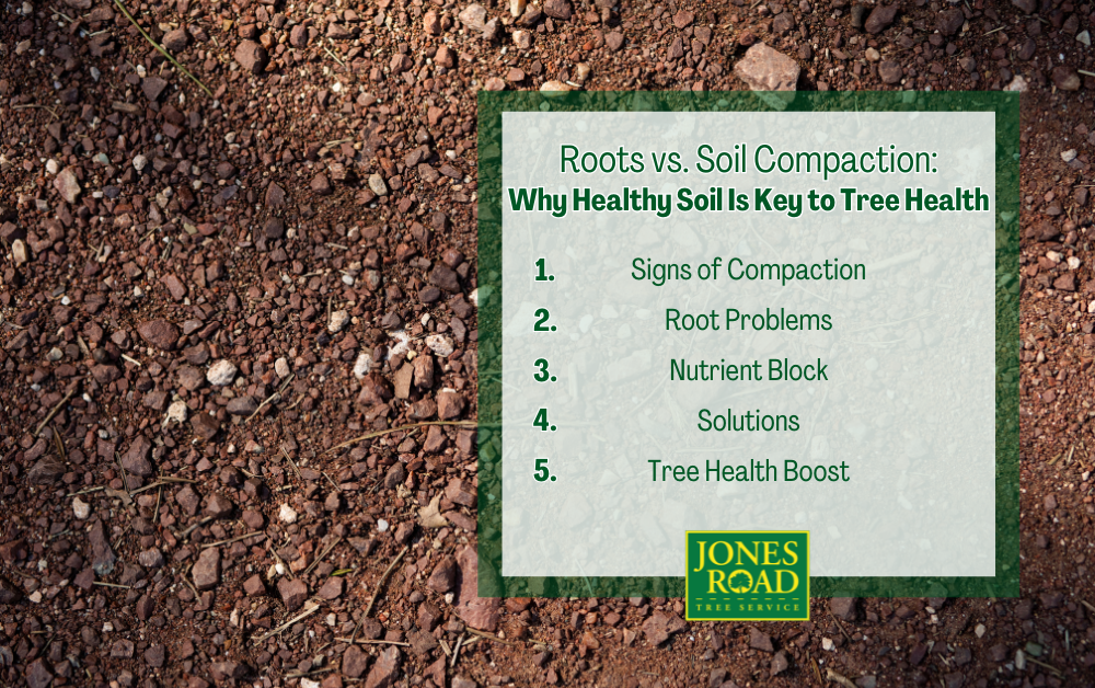 Roots vs. Soil Compaction: Why Healthy Soil Is Key to Tree Health Infographic