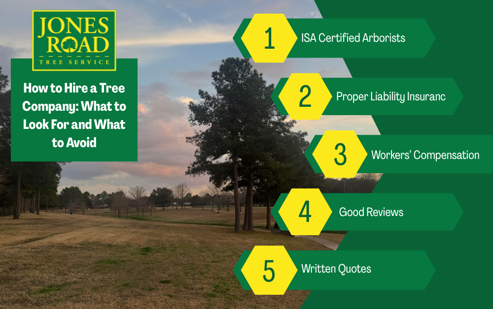 How to Hire a Tree Company: What to Look For and What to Avoid Infographic