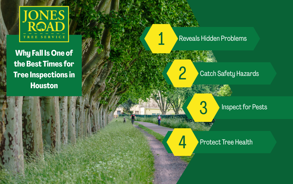 Why Fall Is One of the Best Times for Tree Inspections in Houston Infographic